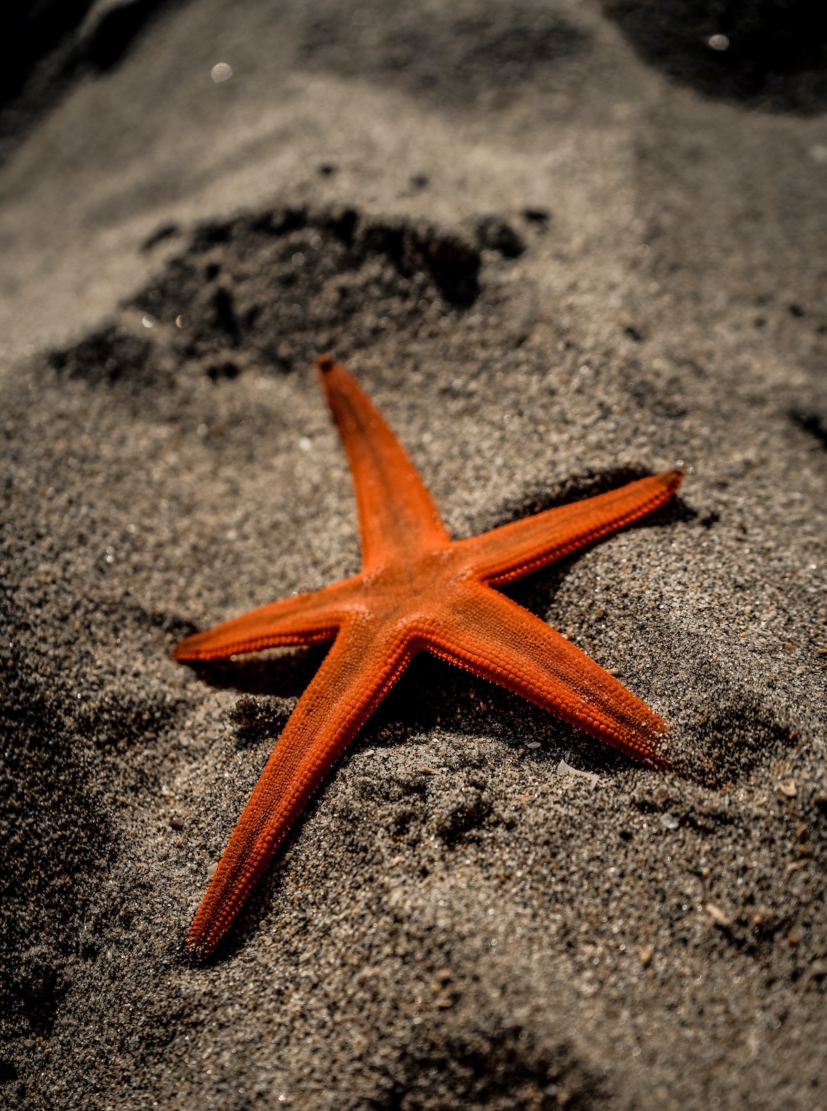 Adaptive vs Reactive Strategies: What We Can Learn from The Starfish and the Spider